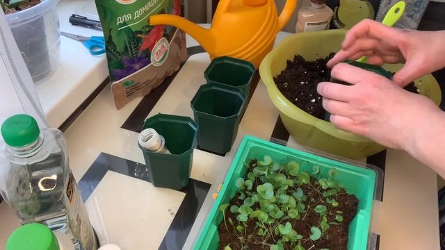 Когда и как пикировать дихондру. смотреть онлайн