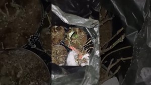 Полив крупнолистных гортензий в подвале зимой. Как зимуют черенки.