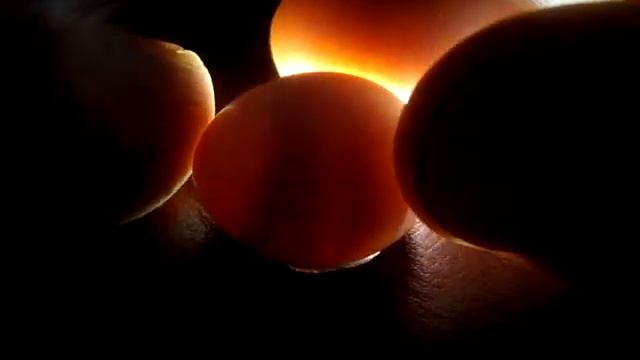 Как проверить яйца волнистых попугаев смотреть онлайн