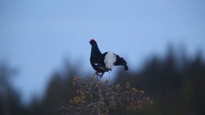 Весеннее токование тетерева. Карелия.