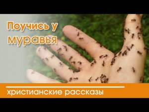 «Поучись у муравья» ИНТЕРЕСНЫЙ ХРИСТИАНСКИЙ РАССКАЗ | Христианские рассказы