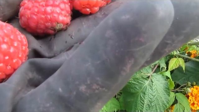 Медвежонок - новый среднеспелый ремонтантный сорт малины смотреть онлайн