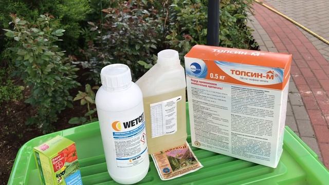 Розы. Боремся с чёрной пятнистостью на розах. смотреть онлайн