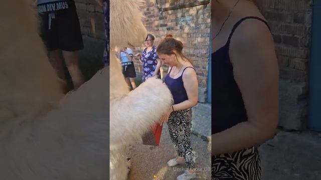 Белый мишка поздравляет на всех языках мира?#shorts #белыймедведь