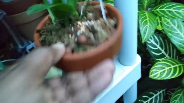 Wow, The (Red) Seedling Cattleya Orchids смотреть онлайн