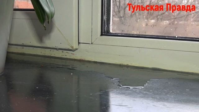 Дом в Кимовске съедает плесень смотреть онлайн