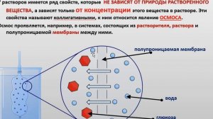 Коллигативные свойства растворов