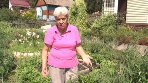 Голова садовая - Как вырастить высокорослые грунтовые томаты