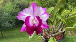 一株浓香杂交卡特兰欣赏 Lc. Memoria Robert Strait ‘Islanders Delight’