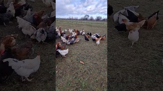 КУРЫ СКОЛЬКО ЯИЦ???СКОЛЬКО КУР ???