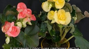 Бегония Элатиор