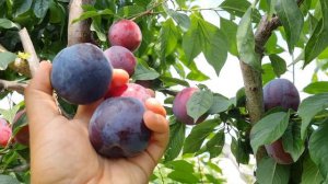 Слива Диплоїдна Гайя