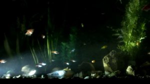 Рыбки светятся  в темноте  Мой аквариум