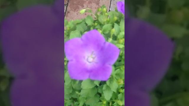 Plant of the day for Sunday is Campanula Blue Clips смотреть онлайн