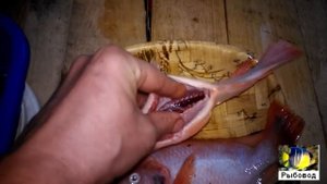 Тиляпия выросла до товарного размера! Tilapia has grown to marketable size