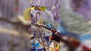 Птичкины красавчики попугайчики Кеша и Тиша
