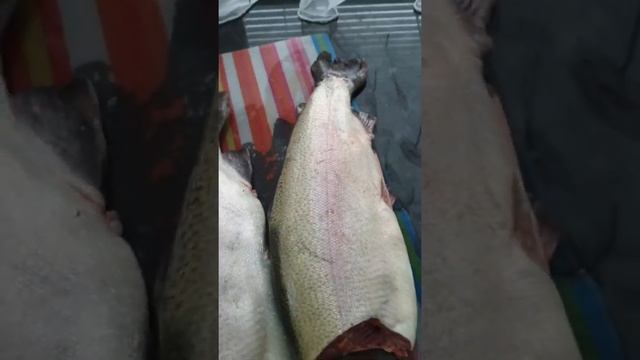 Заготовка полуфабрикатов  на неделю. Заготовки из рыбы