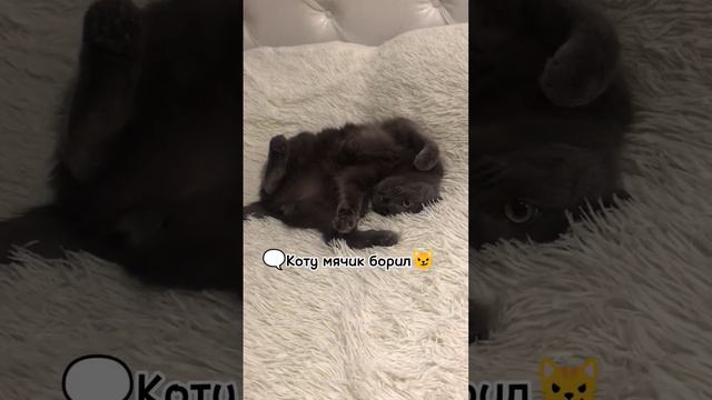 Когда у кота есть интрига😼 #shortvideo #любовькживотным #кот #семён #catvideos #cat #премьера