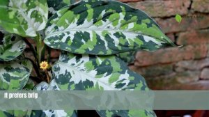 Aglaonema Pictum Tricolor | Camouflage Plants | TinyLeaf