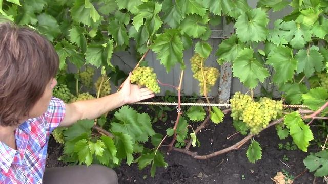 Виноградник в Мордовии Виноград созревший в открытом грунте на 30 августа смотреть онлайн