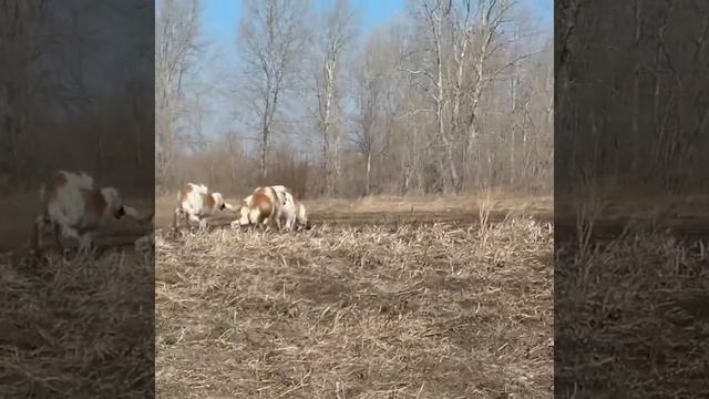 Щенки Русской Псовой Борзой. Продажа! Тюмень. 89821338027