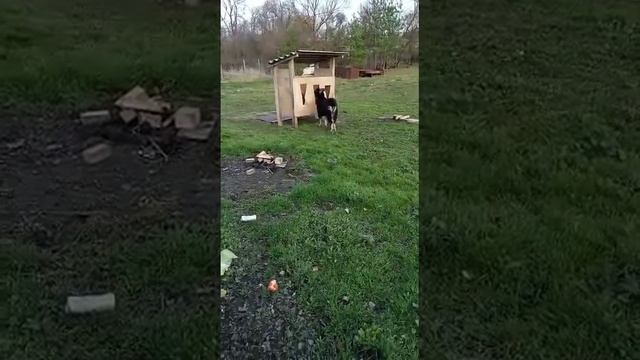 Чудо-кормушка для овец и коз, которая экономит расходы на корм