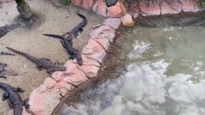 ? рыбалка на АЛЛИГАТОРОВ ? удочка с прищепкой КОРМ для КРОКОДИЛОВ $6 Флорида США 29.09.2021