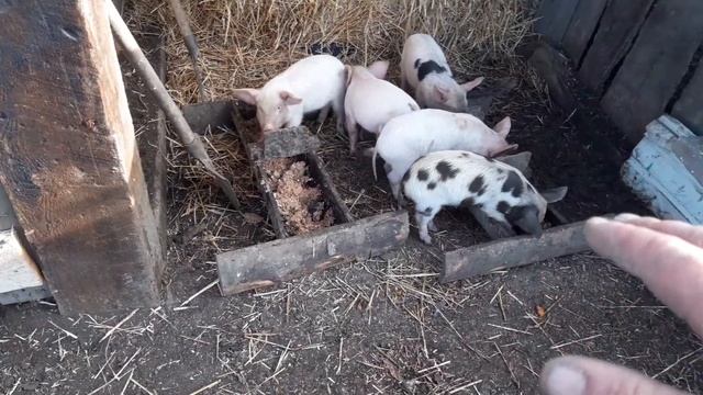 ?Поросята жидкий корм сосут, а не едят. Что делать? смотреть онлайн