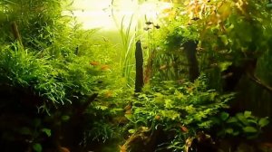 Аквариум 275 литров без УДО и СО2