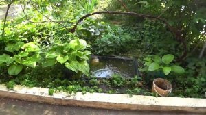 КУБАНЬ.САД?.КАЧЕСТВО ВРОДЕ НОРМ? ПОЛИВАЕТ ЗА НАС.?