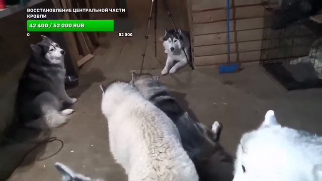 мёрзнет, мёрзнет #хаски хвост