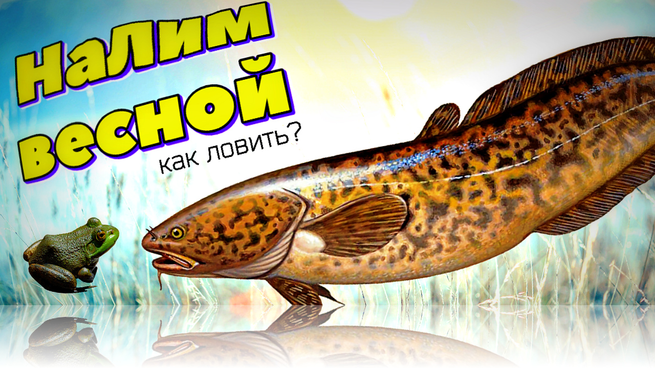 Секреты ловли налима в марте-апреле! Как на что и где ловить налима ...