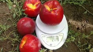 Нектарин Біг Фає. Nectarine Big Fire. Ранній, крупний, смачний,гарний