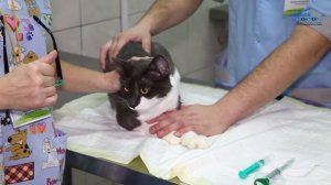 Ветеринарная клиника "Свой Доктор". Как давать лекарства питомцам