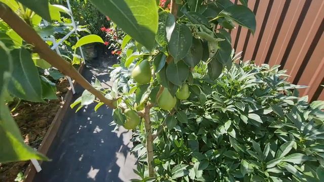 ВСЕ ЛЮДИ СМЕЯЛИСЬ над нашим МАЛЕНЬКИМ ОГОРОДОМ! Теперь ВСЕ ХОТЯТ себе ТАКОЙ ЖЕ! DIY смотреть онлайн