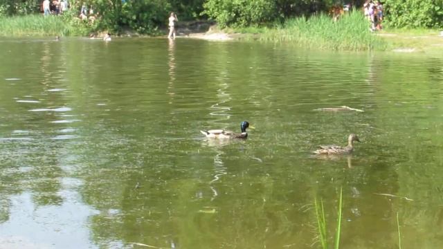 10.06.2020 на Чемоданчике / Приспособление для чистки пруда / Сергей Львов смотреть онлайн
