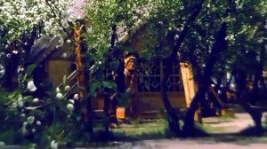 1986 год. Тюмень. Горсад. Яблони в цвету.