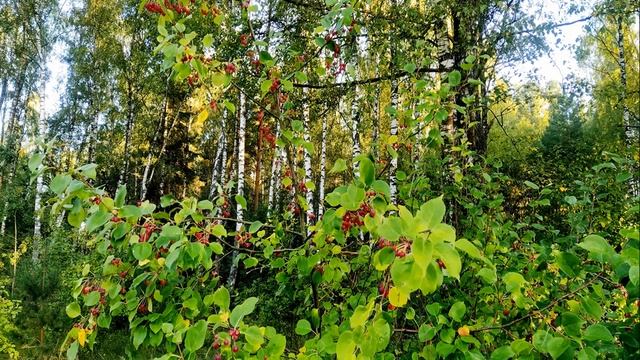 Очень красивое пение птиц для успокоения души и тела. Звуки природы для сна. Пение птиц для сна.