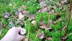 Грибы в Подмосковье. 31 октября. Рядовки