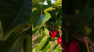 Sabrina Cherries 2022