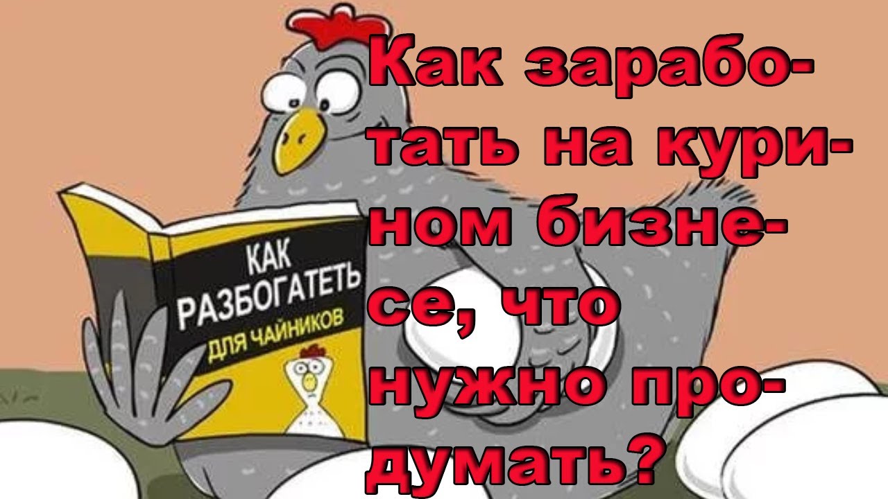 Как заработать на курином бизнесе, что нужно продумать
