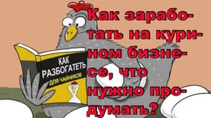 Как заработать на курином бизнесе, что нужно продумать
