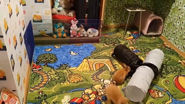 ? ??Вечерние бесюльки кролика Белки :)? смотреть онлайн