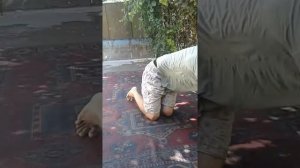 Лайкфак как помыть палас дома