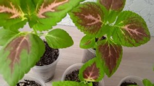 Колеус из семян в возрасте 1 месяц обзор как растет #комнатныерастения#колеус#ютуб