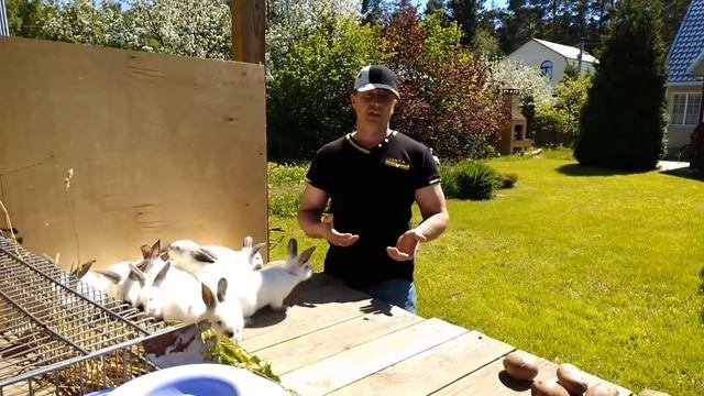 КРОЛИКИ МИКСЫ Поглотительное скрещивание кроликов