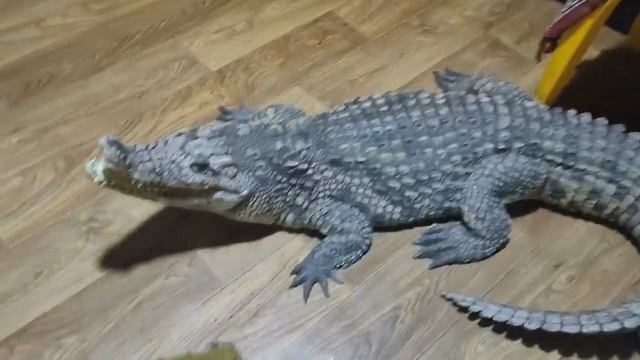 Варвара Нильский Крокодил наглеет смотреть онлайн