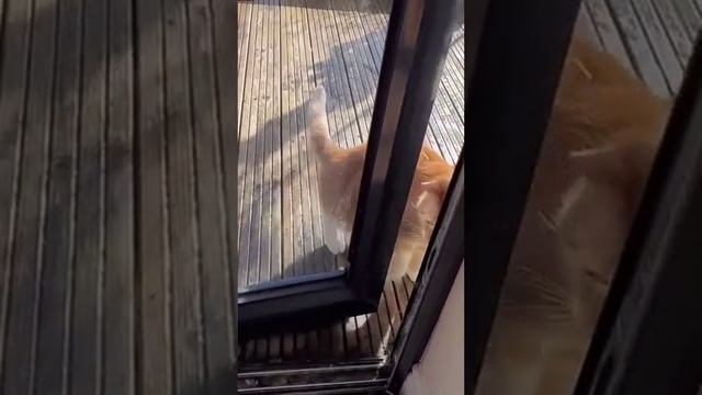 Кот, у которого еще нет оскара