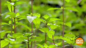 Мята: природный фумигатор. Доброе утро. Фрагмент выпуска от 17.08.2022
