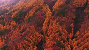 История дикой природы. Все части - Документальный фильм - Сборник